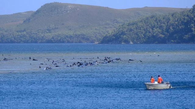 Paus pilot yang terdampar terlihat di Macquarie Heads, Tasmania, Australia, Senin (21/9). Foto: RYAN BLOOMFIELD/via REUTERS