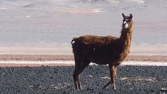Seekor Llama. Foto: sebadelval from Pixabay