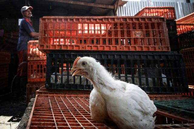 Pedagang menyiapkan ayam potong untuk pembeli di salah satu peternakan ayam di Jakarta. Foto: Rivan Awal Lingga/Antara Foto