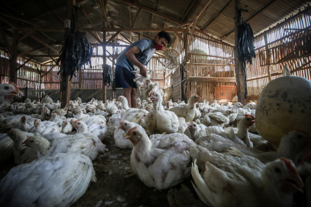 Pedagang menyiapkan ayam potong untuk pembeli di salah satu peternakan ayam di Jakarta. Foto: Rivan Awal Lingga/Antara Foto