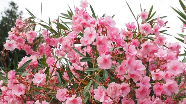 Bunga Oleander. Foto: Hans from Pixabay