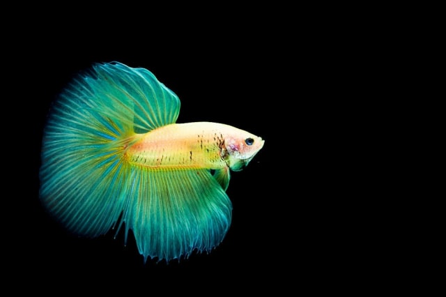  Jenis  jenis  Ikan  Cupang  dengan Warna  Cantik yang Cocok 
