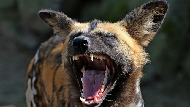 Serigala Berwarna atau Anjing Liar Afrika. Foto: Elli60 from Pixabay