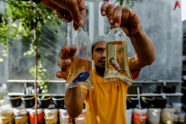 Petani membungkus ikan cupang hias hasil budidaya rumahan untuk dijual di Desa Doy Ulee Kareng, Banda Aceh, Aceh, Minggu (20/9/2020). Foto: IRWANSYAH PUTRA/ANTARA FOTO