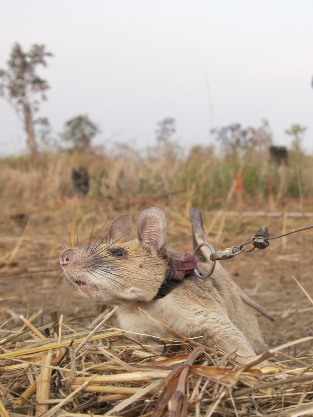 Magawa, seekor tikus yang bisa deteksi ranjau berada di Siem Reap, Kamboja.  Foto:  PDSA UK / via REUTERS
