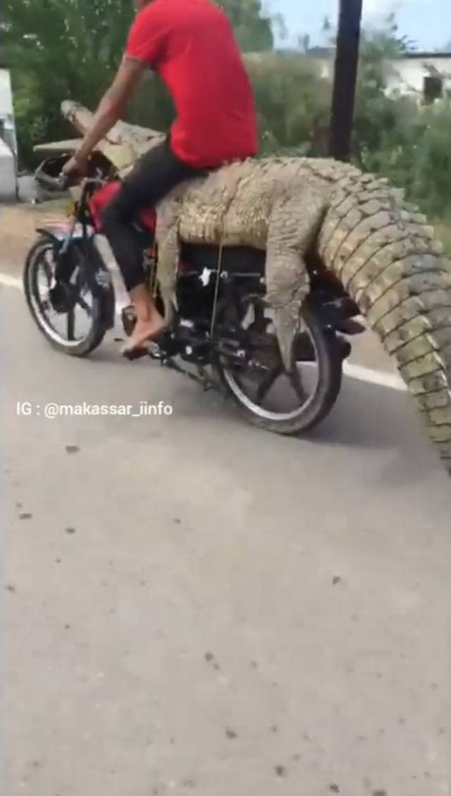 Viral pria bawa seekor buaya berukuran besar menggunakan sepeda motor. (Foto: Instagram/@makassar_iinfo)