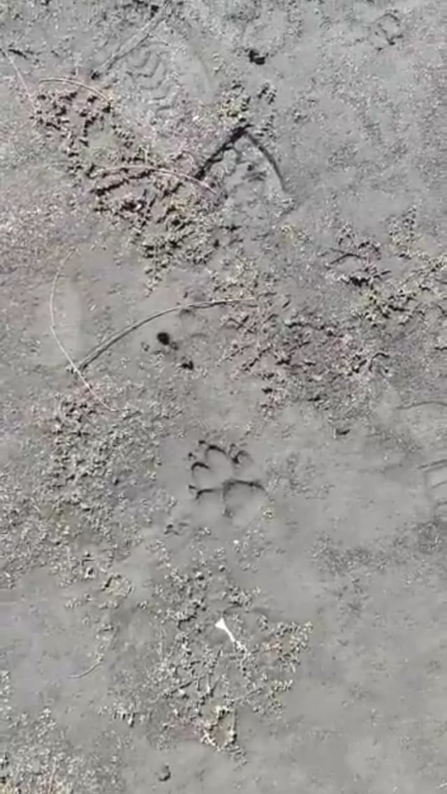 Tangkapan layar jejak satwa liar diduga jenis kucing besar atau macan, berkeliaran di kawasan Ranu Kumbolo, Gunung Semeru. Foto: Istimewa
