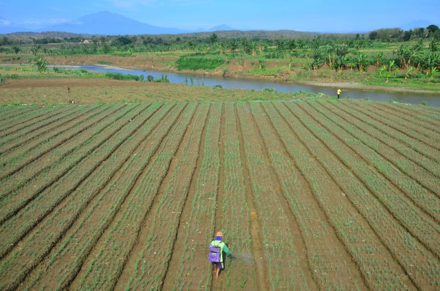 Petani menyemprot tanaman bawang merah di lahan aliran Sungai Serang yang surut di Desa Genengsari, Kemusu, Boyolali, Jawa Tengah, Senin (28/9/2020). Foto: YUSUF NUGROHO/ANTARA FOTO