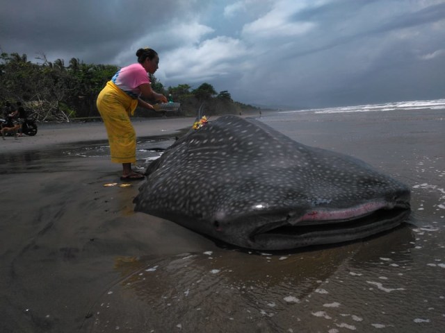 Seorang warga meletakkan sesaji di atas bangkai hiu tutul yang tewas di Pantai Pekutatan, Jembrana, Bali - IST