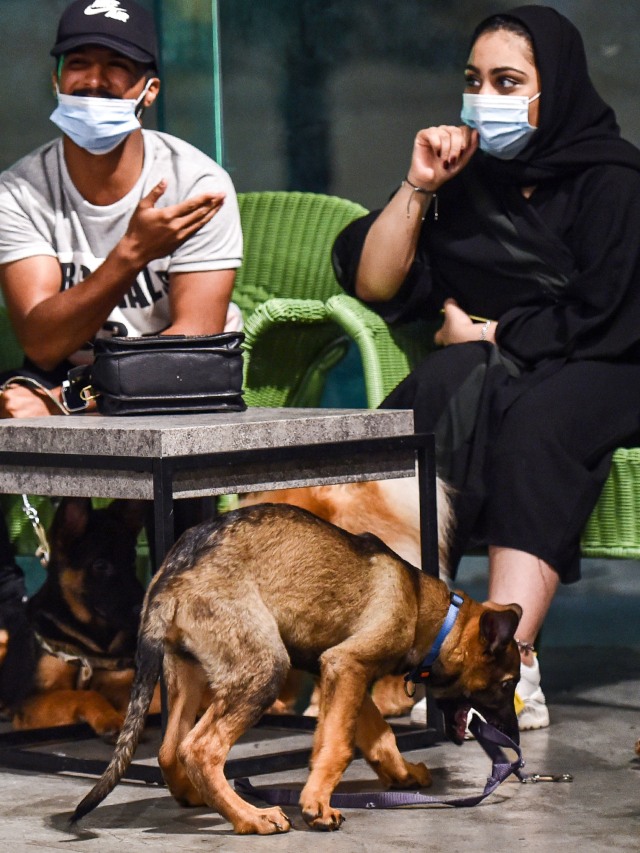 Seekor anjing mendekati pengunjung di kafe anjing "Barking Lot" di kota Khobar, Teluk timur Arab Saudi. Foto: FAYEZ NURELDINE/AFP