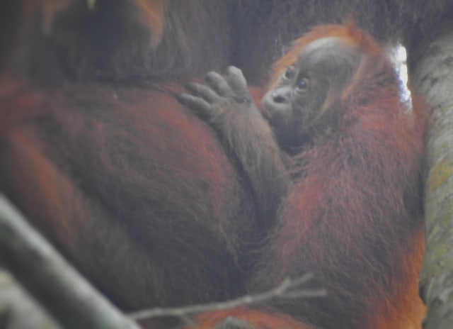 Bayi Orangutan anak dari induk Orangutan bernama Edelweiss yang lahir di CA Jantho, pada masa Pandemo COVID-19. Foto: YEL_SOCP dan BKSDA Aceh