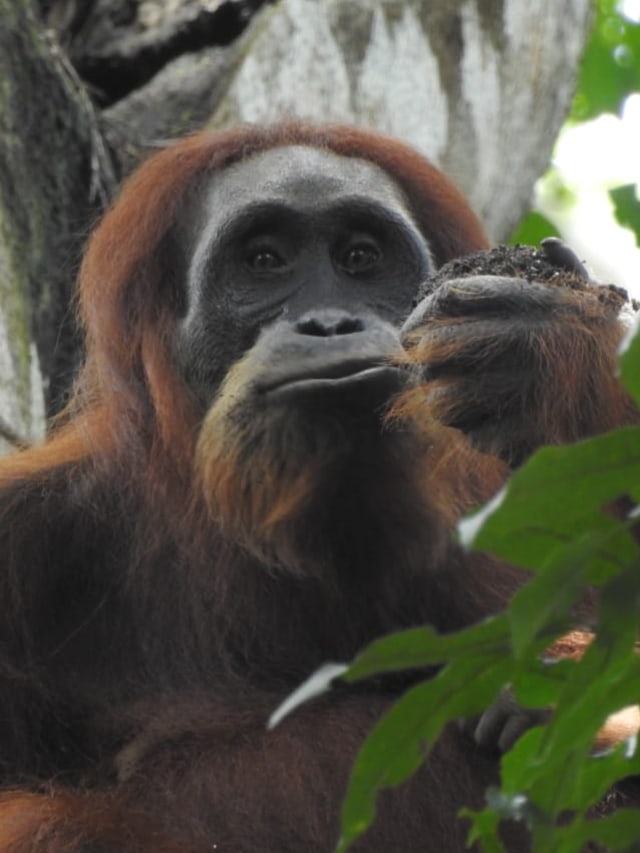 Orangutan pertama di Pusat Reintroduksi Jantho, Aceh yang melahirkan. Foto: Dok. Istimewa