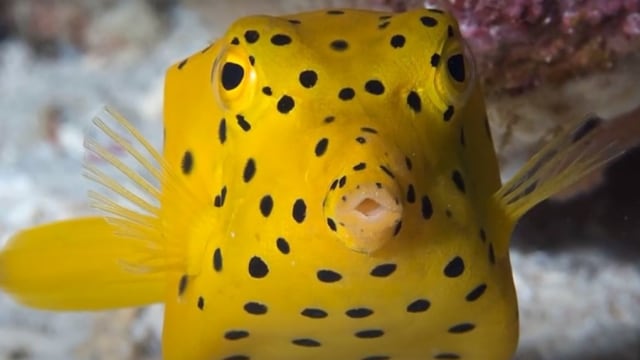 Ikan Kotak Kuning. Foto: Screen Youtube Deep Marine Scenes