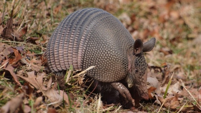 Armadillo. Foto: PublicDomainPictures from Pixabay