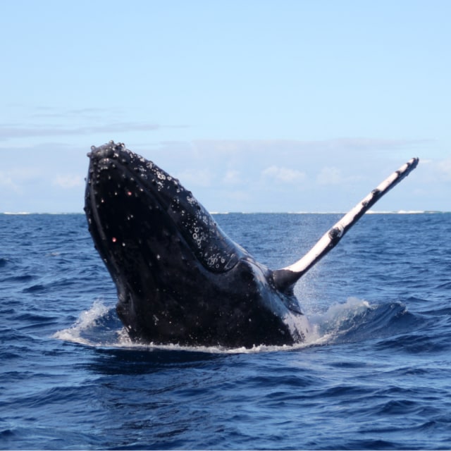 Ilustrasi paus bungkuk yang sedang melompat dari air Foto: Shutter Stock