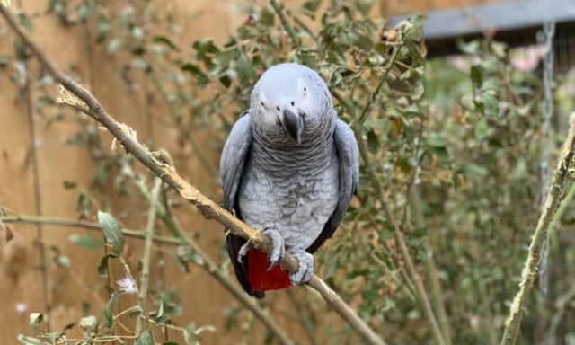 Salah satu dari lima burung beo abu-abu Afrika yang bermulut kotor di Kebun Binatang Lincolnshire. Foto: Lincolnshire Wildlife Park/PA