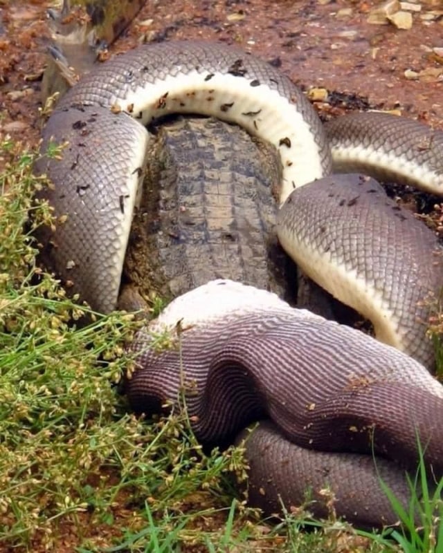 Penampakan Ular Piton Usai Melahap Habis Buaya (689967)