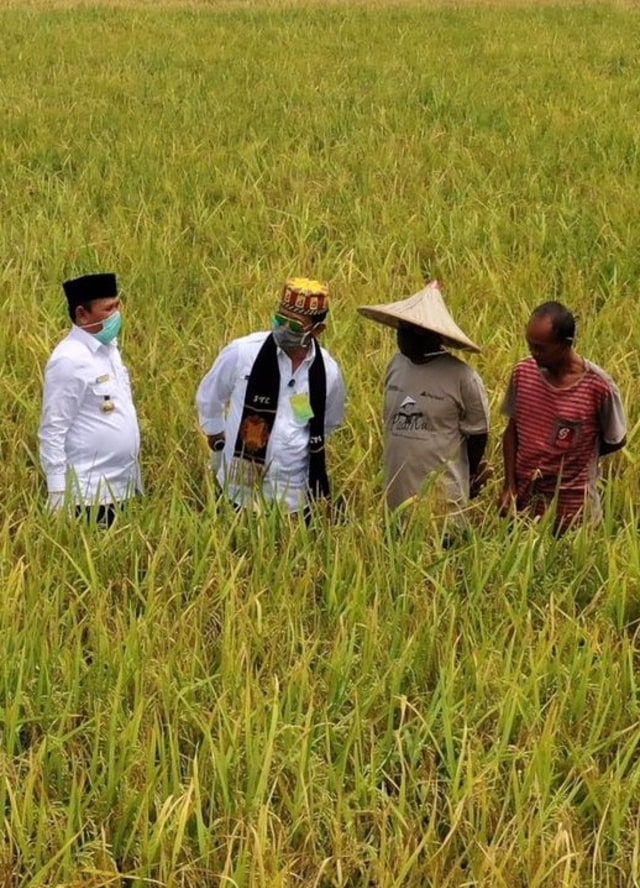 Menteri Pertanian, Syahrul Yasin Limpo, didampingi Bupati Aceh Besar Mawardi Ali dan dua petani pada kegiatan panen raya, Rabu (30/9). Foto: Abdul Hadi/acehkini