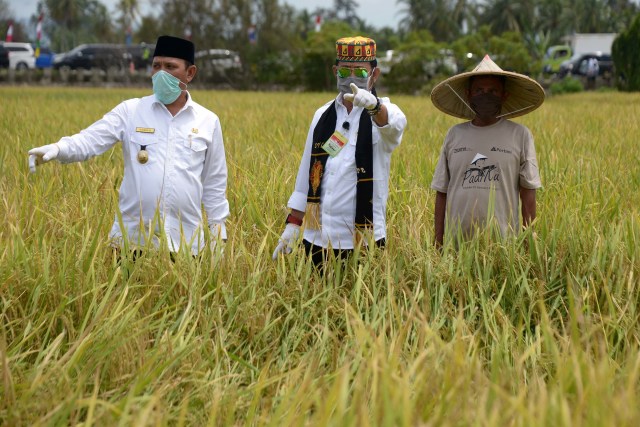 Program Lumbung Pangan Buka Lowongan Kerja Baru di Sektor Pertanian (539300)