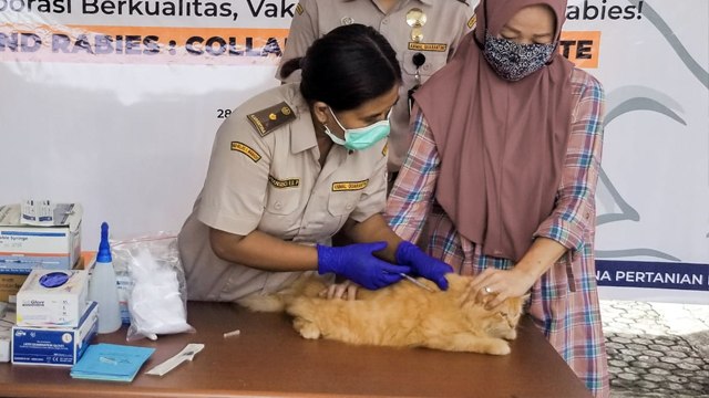 Petugas menyuntikan vaksin kepada hewan peliharaan secara gratis dalam rangka peringatan hari rabies sedunia
