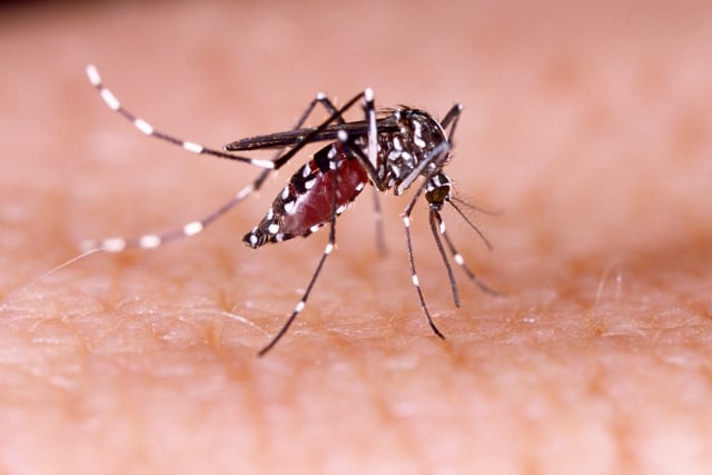 com-Ilustrasi nyamuk Aedes aegypti, vektor demam berdarah dengue. Foto: Shutterstock