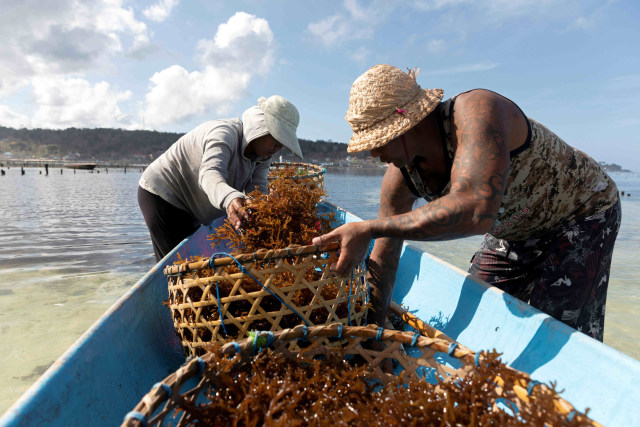 Kadek Ariani (kiri) juru masak berusia 30 tahun yang kehilangan pekerjaan saat menyiapkan rumput laut bersama suaminya di Nusa Lembongan, Bali. Foto: Nyimas Laula/Reuters