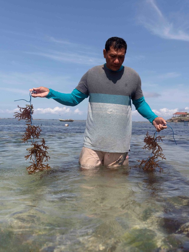 Gede Darma Putra, seorang ahli selam berusia 43 tahun yang kehilangan pekerjaannya, bersiap untuk menanam rumput laut. Foto: Nyimas Laula/Reuters