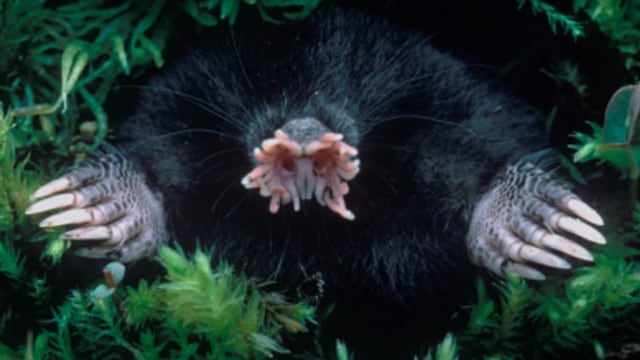 Tikus Mondok Hidung Bintang. Foto: Screen Youtube Getty Images TV