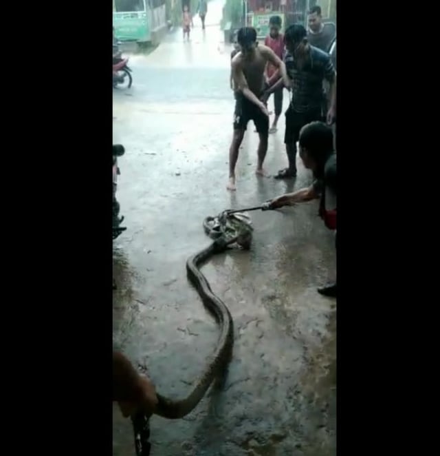 Penampakan ular yang muncul di pinggir jalan kawasan Puri Agung, Tanjungpiayu. (Foto: tangkapan layar)