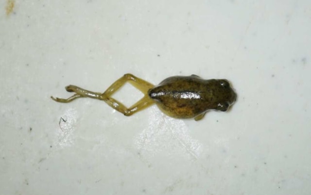 Spesimen Smilisca baudinii yang telah mati, menjadi makanan favorite bagi Triprion petasatus. Foto: Herpetological Review