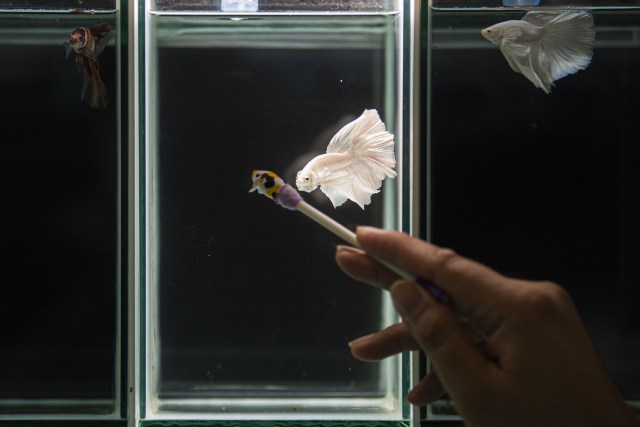 Seekor ikan cupang jenis halfmoon dilatih untuk disiapkan mengikuti kontes di aquarium milik peternak Tiano Morello di Bogor, Jawa Barat. Foto: Aditya Pradana Putra/ANTARA FOTO