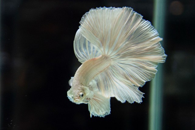 Seekor ikan cupang jenis halfmoon berenang di aquarium milik peternak Tiano Morello di Bogor, Jawa Barat. Foto: Aditya Pradana Putra/ANTARA FOTO