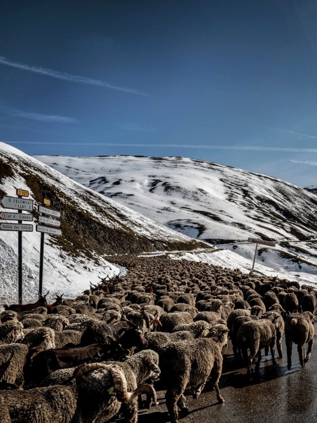 Kawanan domba menyusuri jalan di jalur Croix de Fer, di Col du Glandon, dekat Saint Colomban Des Villards, sebuah jalur gunung di Pegunungan Alpen Dauphine di Savoie, Prancis. Foto: JEFF PACHOUD/AFP
