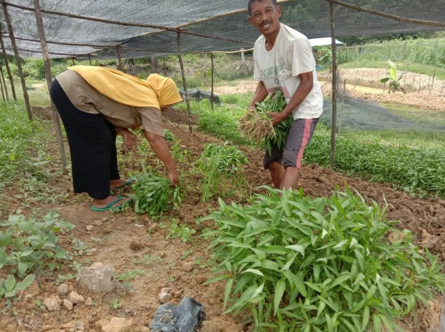 Para petani juga memanfaatkan lahan untuk bercocok tanam sayuran kebutuhan harian. Foto: Istimewa