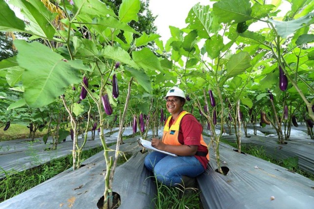 PT Freeport Indonesia kerja sama dengan UNIPA lakukan penelitian lahan tailing di Mimika untuk lahan produktif tanaman pangan. Foto: Dok. PTFI