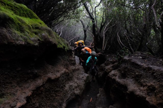 Jalur pendakian dari shelter II menuju shelter III Gunung Kerinci. Foto: Yovy Hasendra