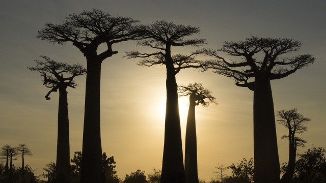 Pohon Baobab. Foto: shell300 from Pixabay