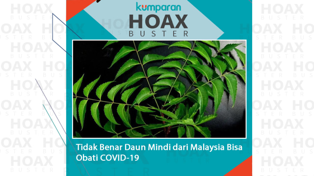 Hoax Buster: Tidak benar daun mindi dari Malaysia bisa obati COVID-19.
 Foto: Pixabay