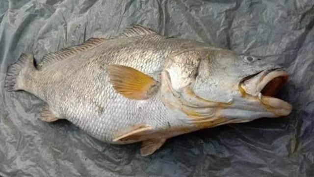 Nenek Ini Kaya Mendadak, Nemu Ikan Mati Seberat 52 Kg dan Laku Dijual Rp60 Juta (5325)