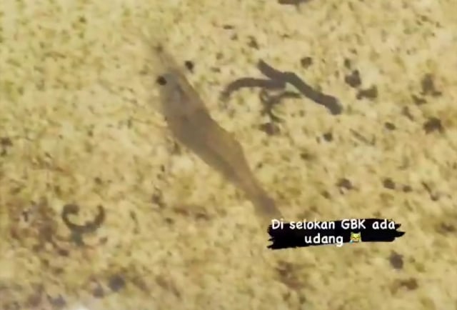Jihan Husein Terkesima Lihat Ada Udang Hidup di Selokan Dekat GBK Senayan (304994)