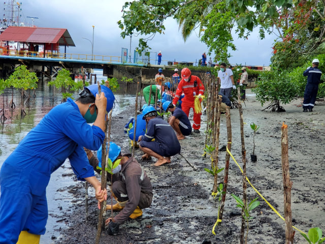 Penanaman Bibit Mangrove Dari Pertamina Ru Vii Kasim Untuk Bumi