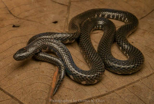 Ular lumpur Selangor (Raclitia indica) yang langka. Foto: Dennis Chan via Facebook Herpetological Society of Singapore