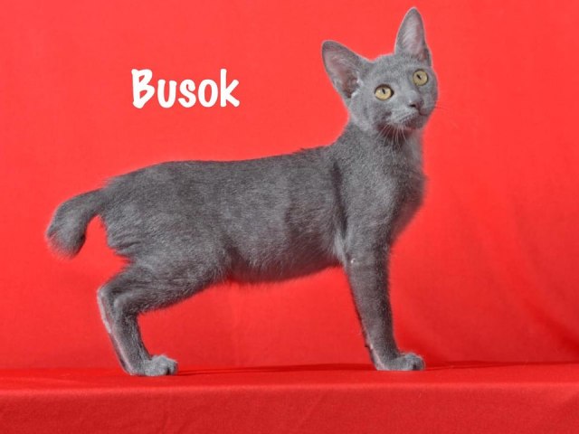 Mengenal Kucing Busok Asli Madura: Bermata Tajam, Langka Peliharaan Bangsawan (91242)