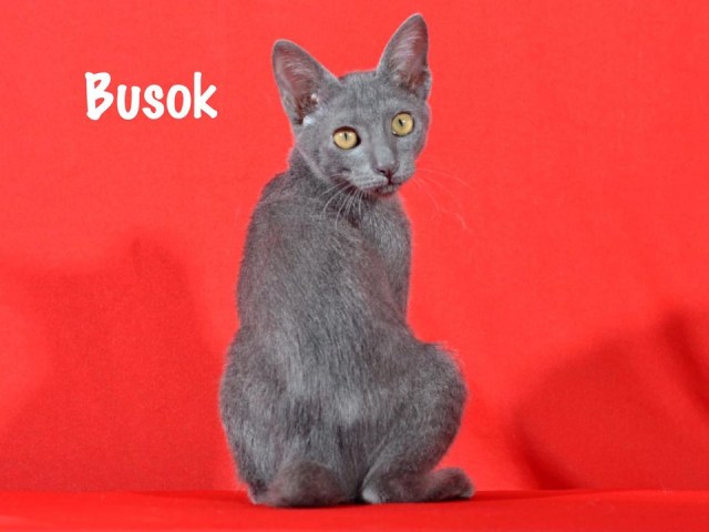 Mengenal Kucing Busok Asli Madura: Bermata Tajam, Langka Peliharaan Bangsawan (91243)