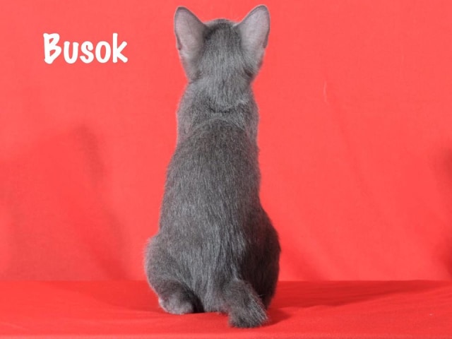 Kucing Busok. Foto: WCF Indonesia - Indonesian Cat Council via Facebook