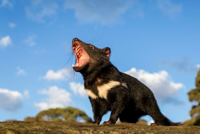 Hewan Tasmanian Devil. Foto: Wildark via AFP