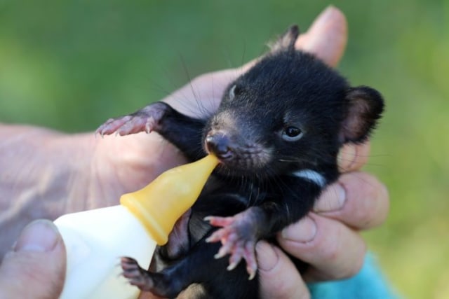 Hewan Tasmanian Devil. Foto: Wildark via AFP