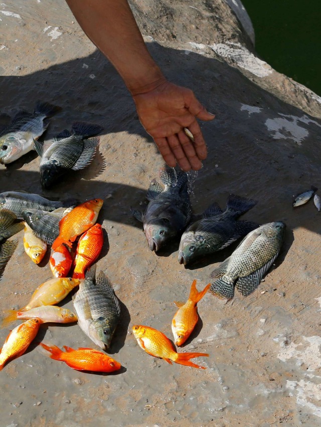 Petani Palestina Murad Abu Aram memamerkan ikan di peternakannya di kolam buatan di Hebron, di Tepi Barat. Foto: Mussa Qawasma/Reuters