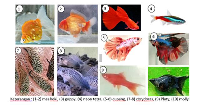 Tips Memilih Ikan Peliharaan yang Cocok untuk Akuarium Hias Sederhana Bagi Pemula
