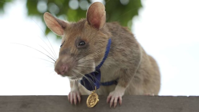 Magawa, tikus peraih medali emas.  Foto: People Dispensary for Sick Animals (PDSA). 